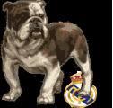 dima barca