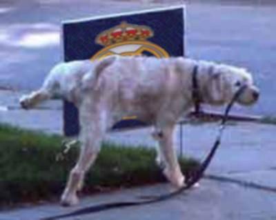 chof a rial