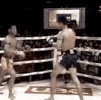 vive kik boxing